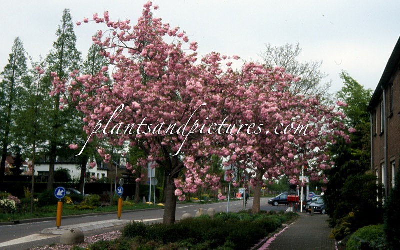 Prunus serrulata ‘Kanzan’