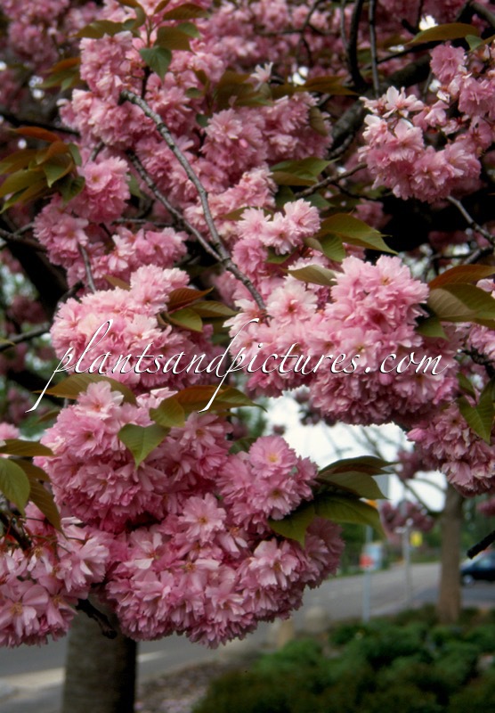 Prunus serrulata ‘Kanzan’