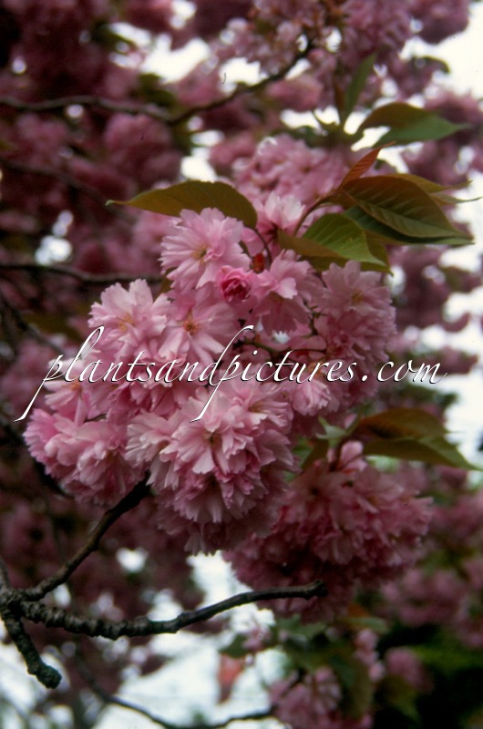 Prunus serrulata ‘Kanzan’