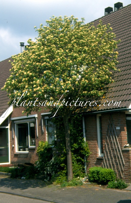 Sorbus hybrida ‘Gibbsii’