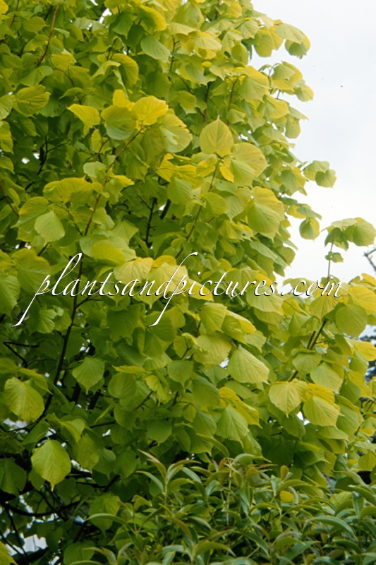 Tilia ‘Jubilee’