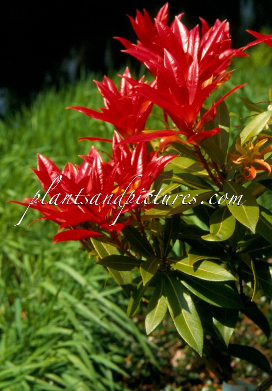 Pieris formosa ‘Wakehurst’