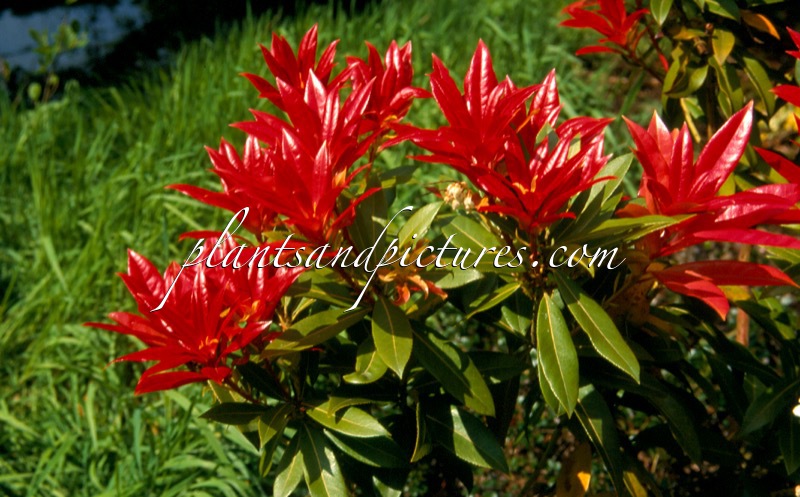 Pieris formosa ‘Wakehurst’
