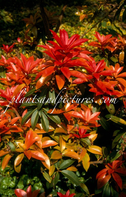 Pieris formosa ‘Balls of Fire’