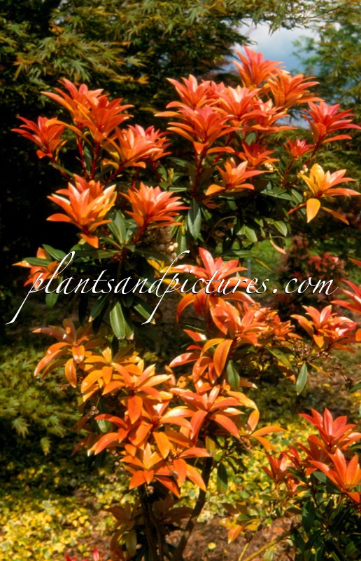 Pieris formosa ‘Balls of Fire’