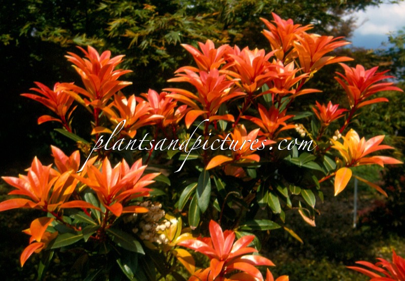 Pieris formosa ‘Balls of Fire’