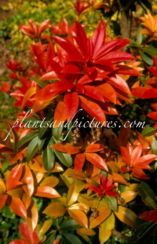 Pieris formosa ‘Balls of Fire’