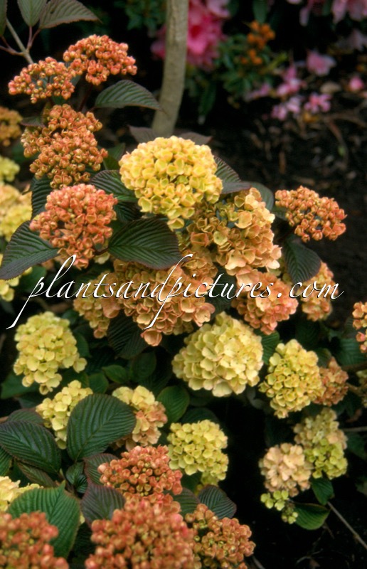 Viburnum plicatum ‘Rosace’