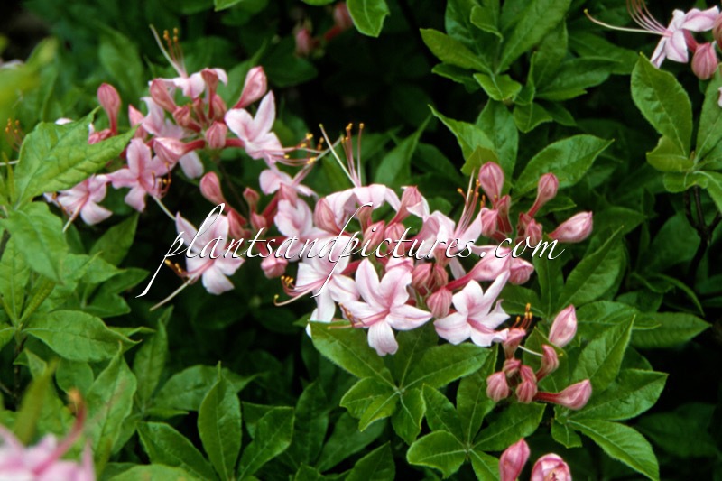 Rhododendron prinophyllum