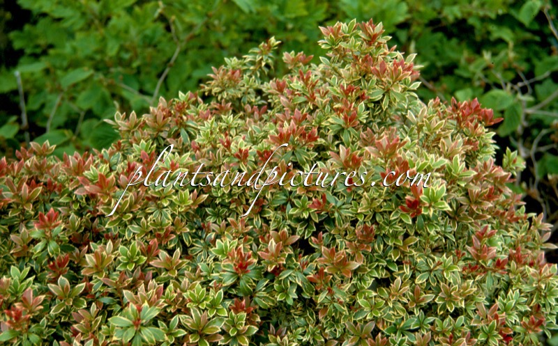 Pieris japonica ‘Little Heath’