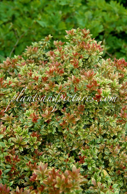 Pieris japonica ‘Little Heath’