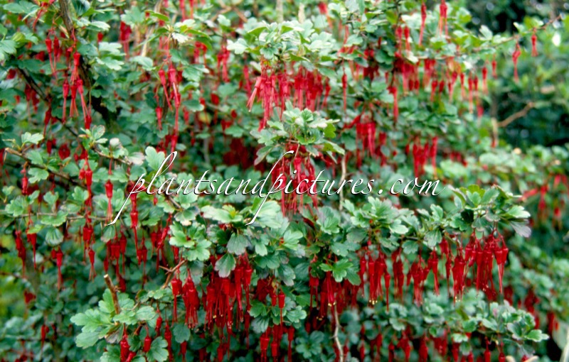 Ribes speciosum