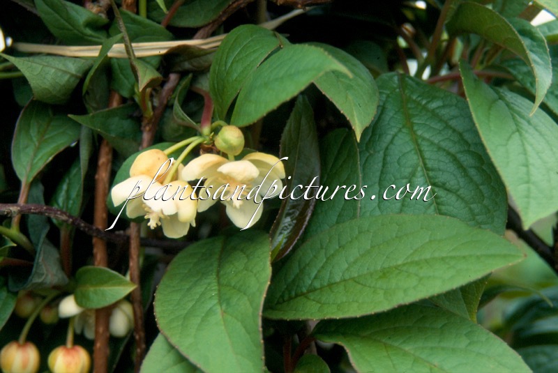 Schisandra grandiflora