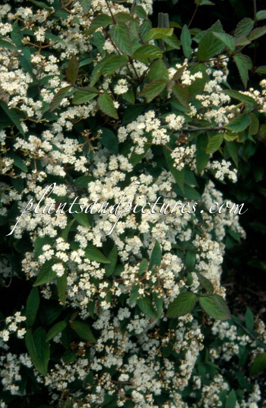 Viburnum ichangense