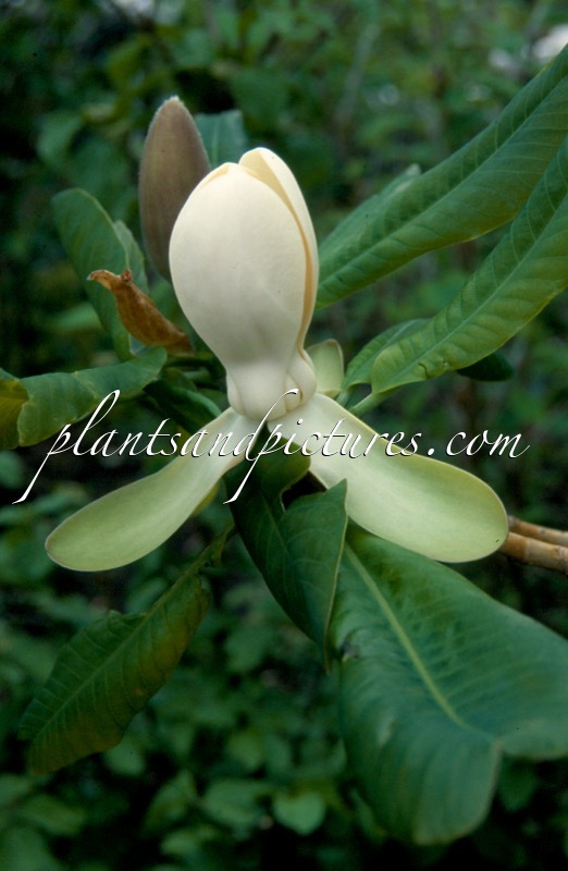Magnolia officinalis var. biloba