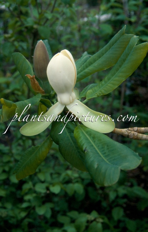 Magnolia officinalis var. biloba
