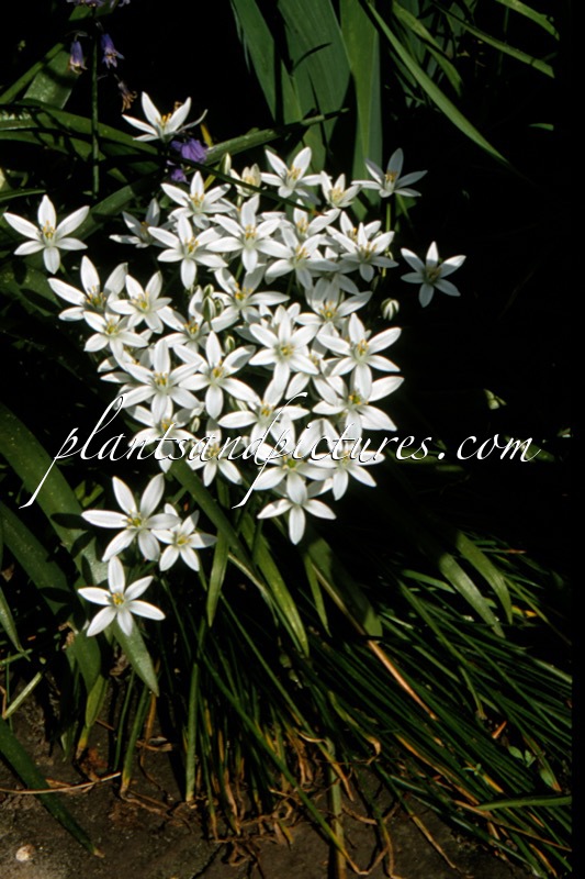 Ornithogalum umbellatum