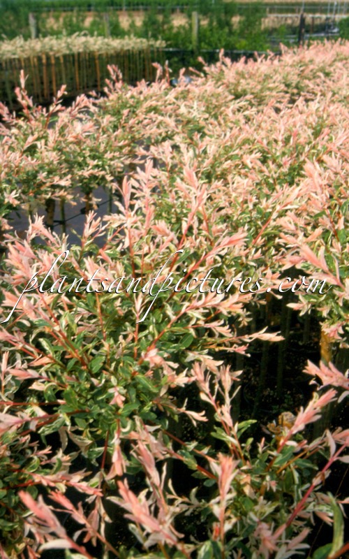Salix integra ‘Flamingo’