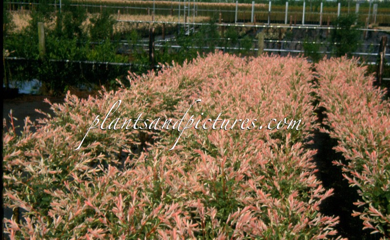 Salix integra ‘Flamingo’