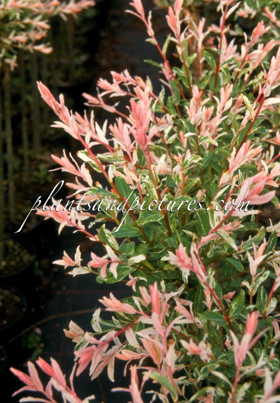 Salix integra ‘Flamingo’
