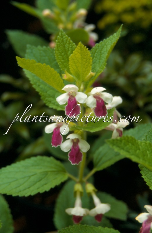Melittis melissophyllum ‘Royal Velvet Distinction’