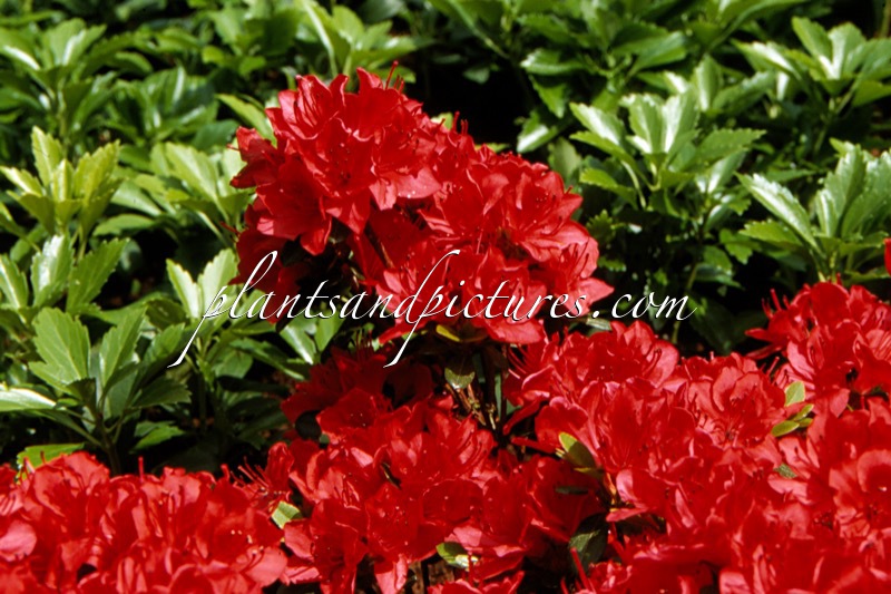 Rhododendron ‘Fridoline’