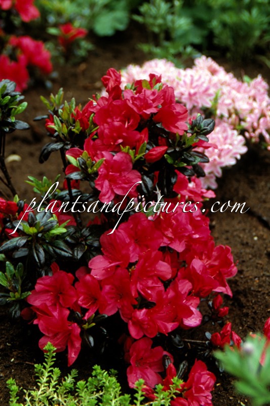 Rhododendron ‘Maruschka’