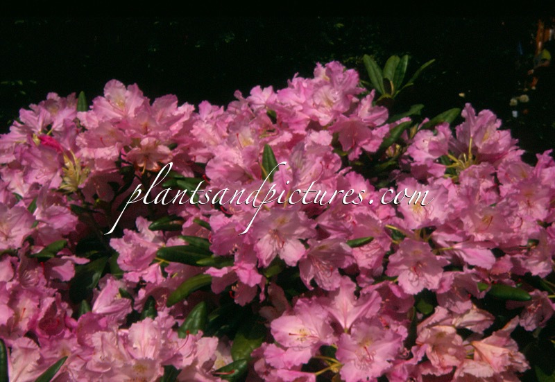 Rhododendron smirnowii