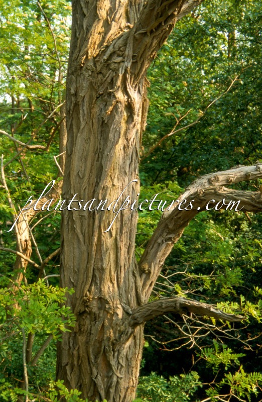 Robinia pseudoacacia