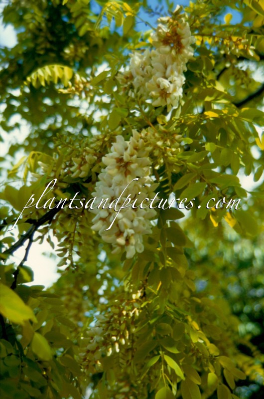 Robinia pseudoacacia