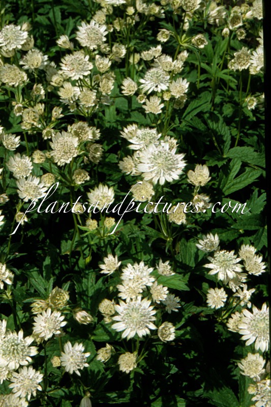 Astrantia major ‘Snow Star’