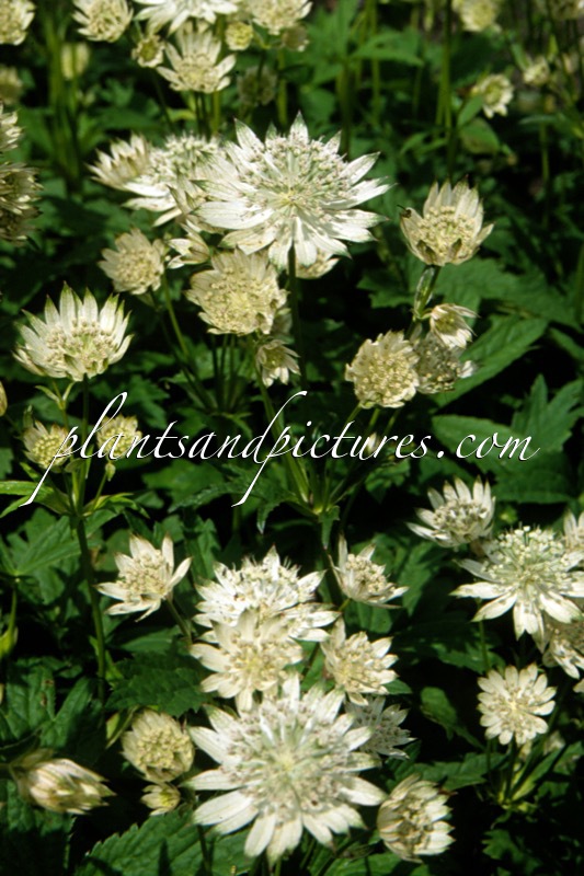 Astrantia major ‘Snow Star’