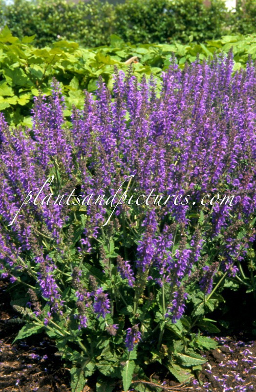 Salvia sylvestris ‘Rhapsody in Blue’