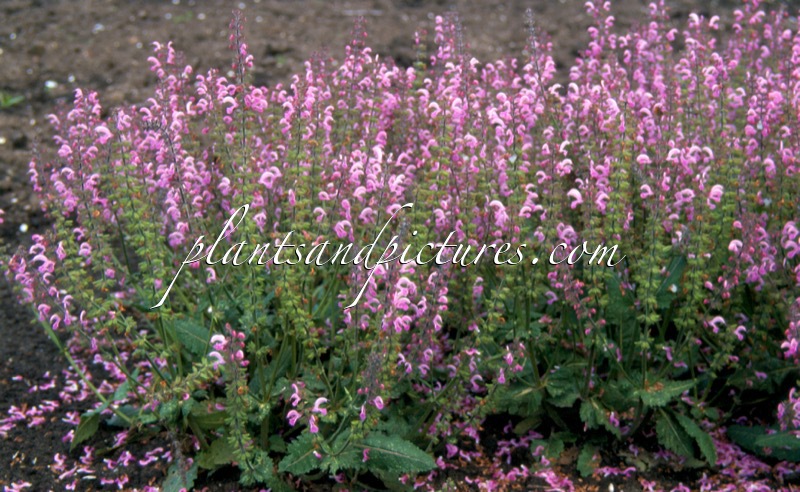 Salvia ‘Pink Delight’