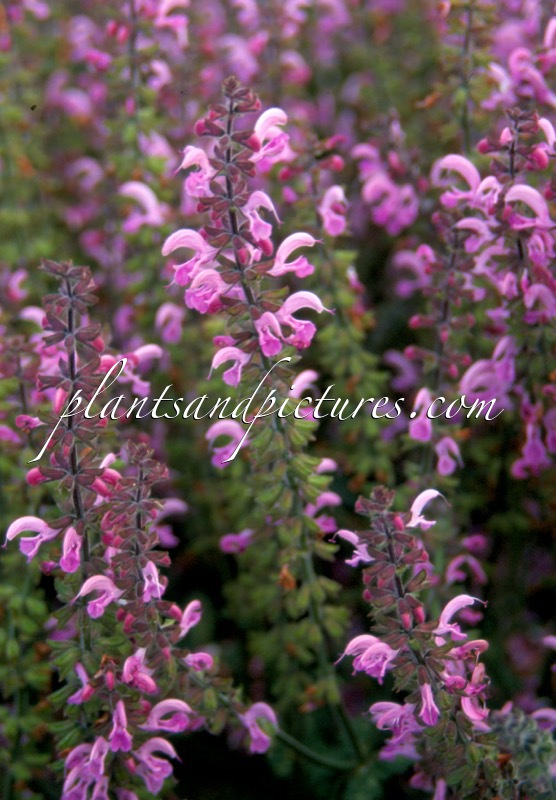 Salvia ‘Pink Delight’