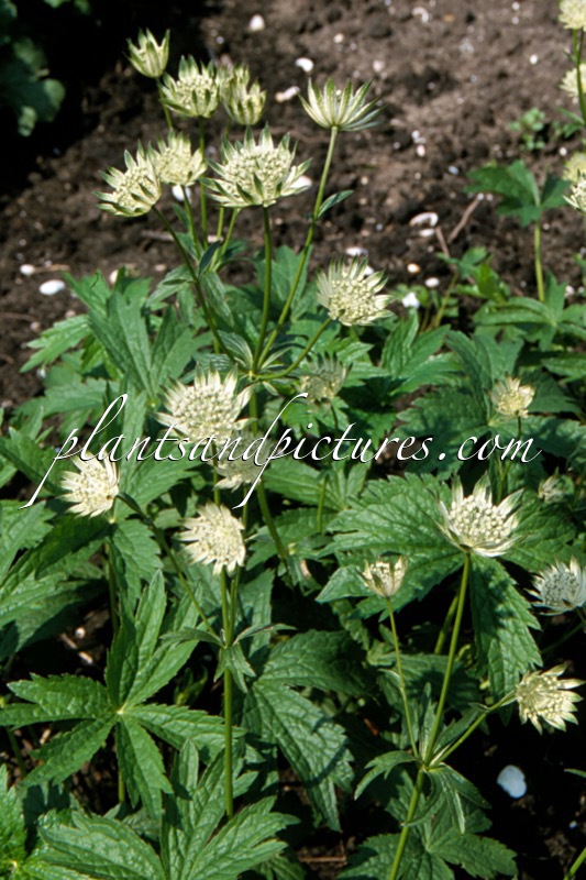 Astrantia major ‘Shaggy’
