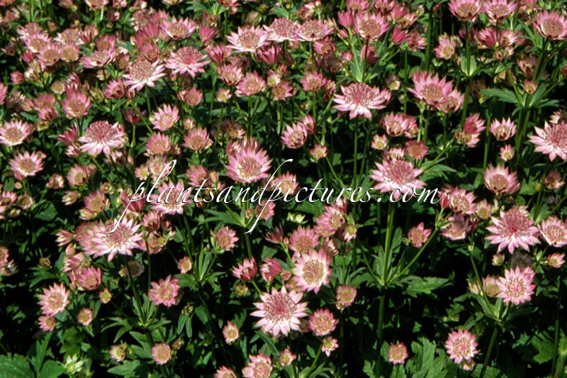 Astrantia major ‘Roma’