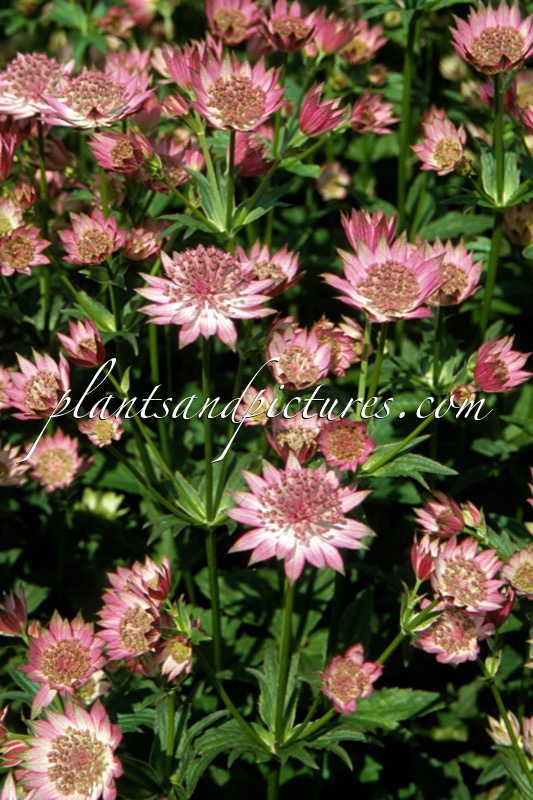 Astrantia major ‘Roma’