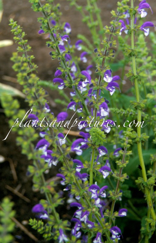 Salvia ‘Madeline’