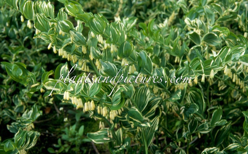 Polygonatum odoratum ‘Variegatum’