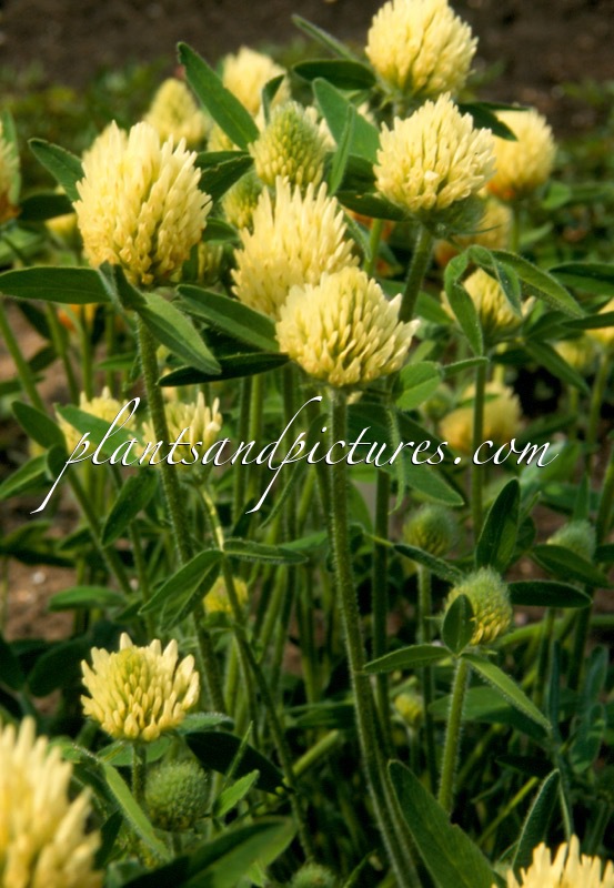 Trifolium trichosephalum