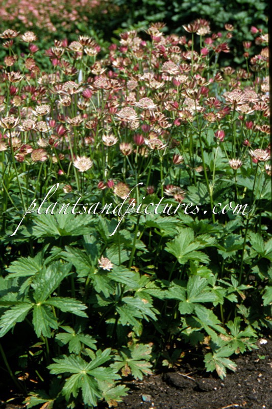 Astrantia major ‘Superstar’