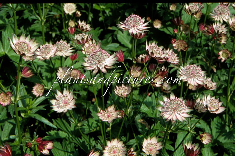 Astrantia major ‘Superstar’