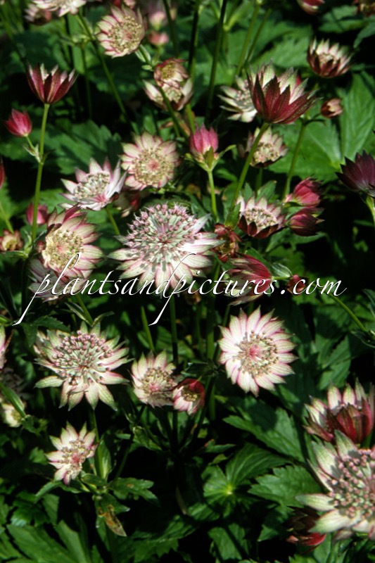 Astrantia major ‘Superstar’