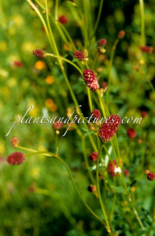 Sanguisorba officinalis