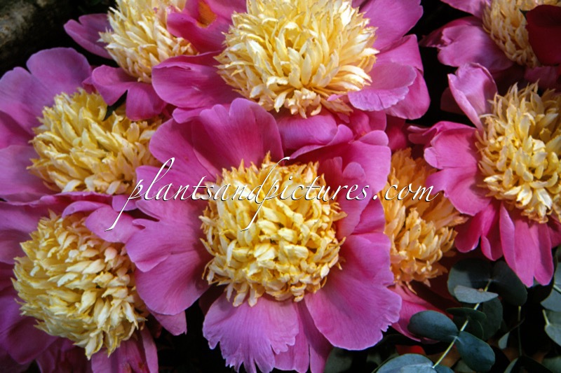 Paeonia ‘Mr G.F. Hemerik’