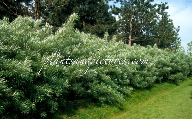 Salix elaeagnos ‘Angustifolia’