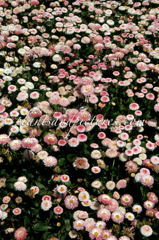 Bellis perennis ‘Robella’