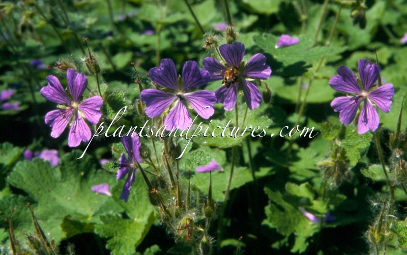 Geranium ‘Philippe Vapelle’