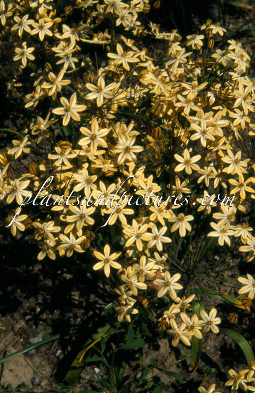 Triteleia ixioides ‘Starlight’
